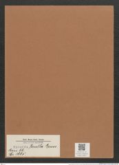 Synedra tenella Grun. (de-Toni-Nr.: Genus 66, Species 2665) Zeichnungen Sammlung Grunow Mappe 02851 (Herbarium_W_Grunow_drawings_Folder_02851)